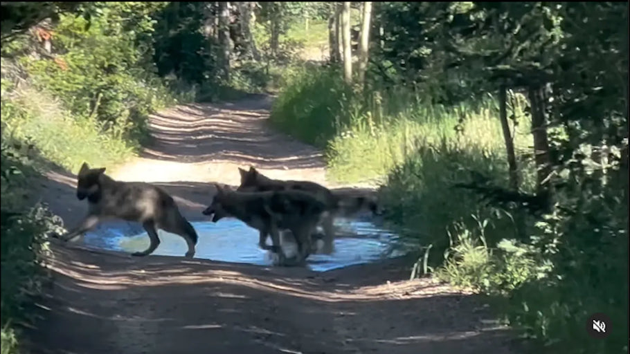 Colorado's Gray Wolves Are Back—And They're Bringing Pups!