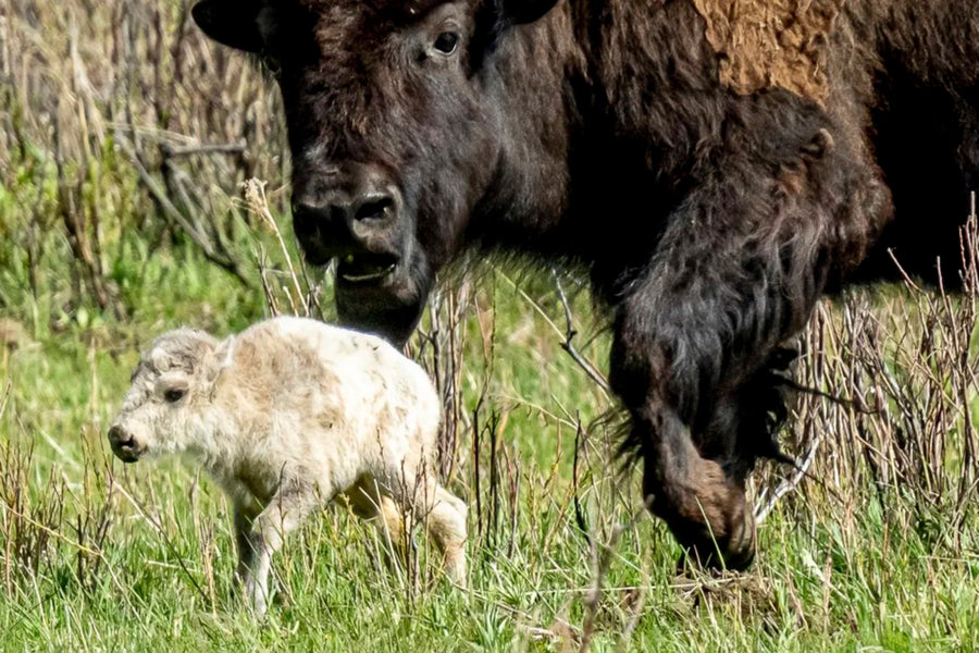 You Finally Have A Reason To Visit Yellowstone!