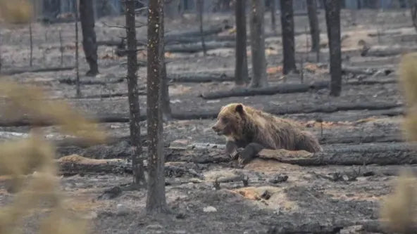 Surviving the Flames: Jasper's Battle with the Largest Wildfire in a Century