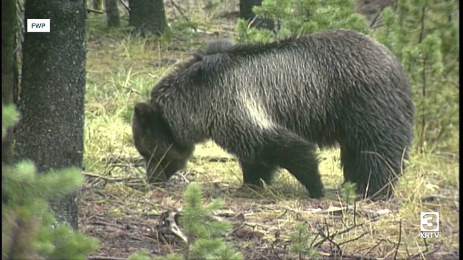 Grizzly Bear Confirmed in Montana's Tobacco Root Mountains