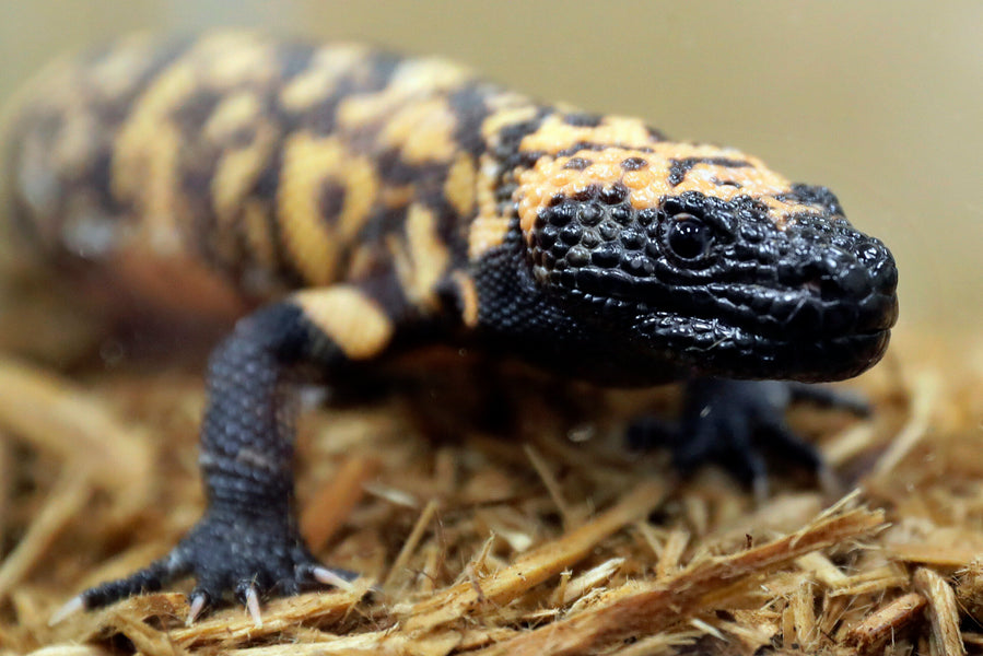 Gila Monster Mayhem: A Colorado Comedy of Errors!