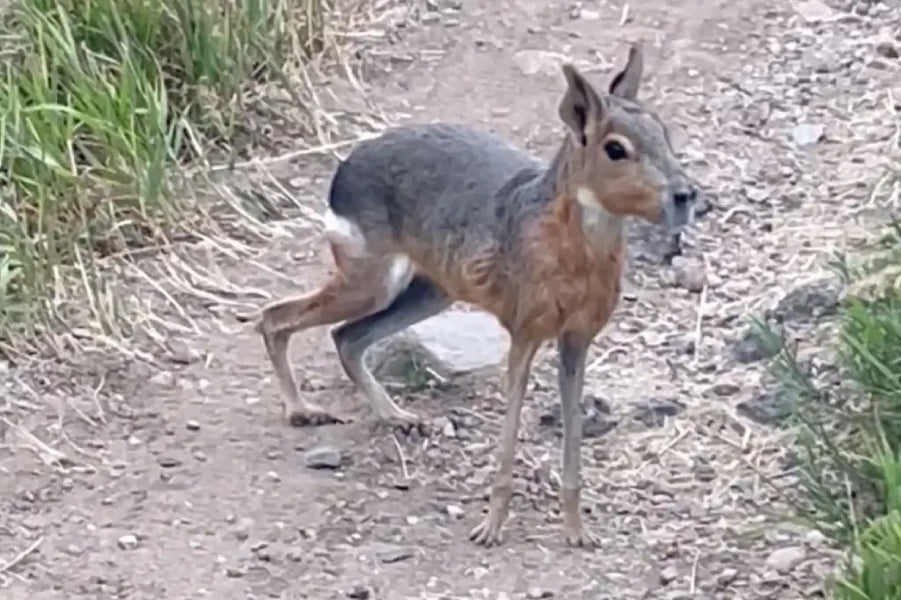 The Furry Fugitive: Patagonian Mara on the Loose in Colorado