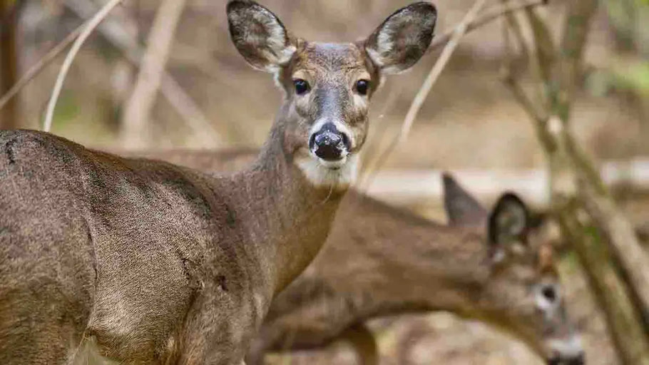 Deer-zaster in Maryland: The Rise of the 'Zombie Deer' at National Parks