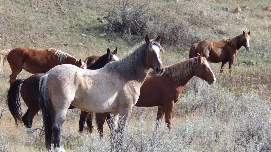 Galloping Freedom Prevails: Wild Horses to Roam Free in Theodore Roosevelt National Park