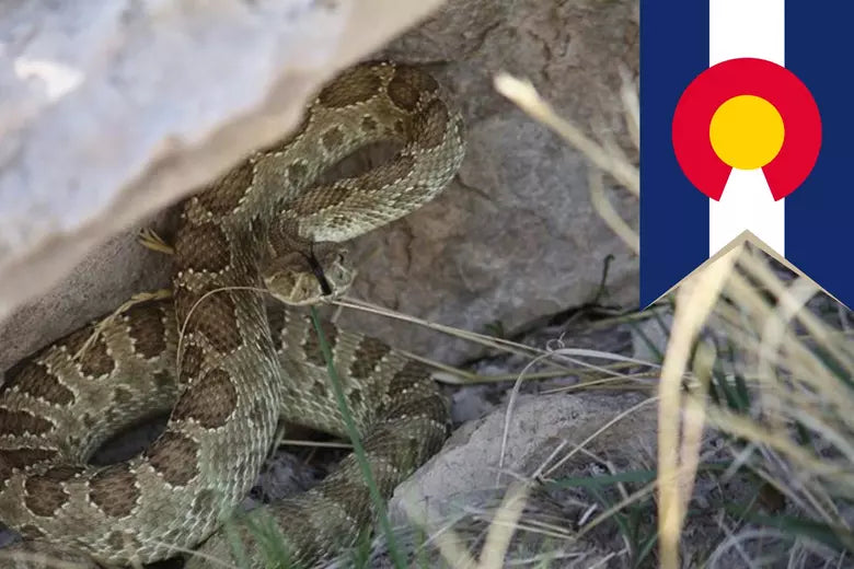 Rattlesnake Reality Show: Colorado's Mega-Den Goes Live!