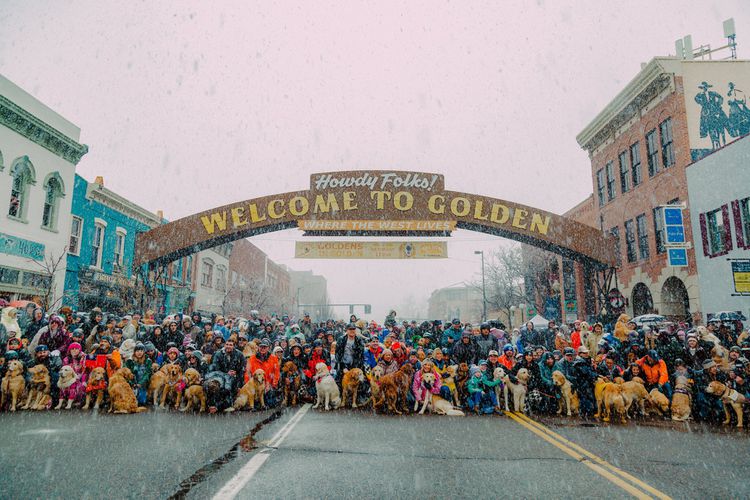 Snow Can't Stop the Floofs: Golden Retrievers Brave Blizzard for Epic Reunion!