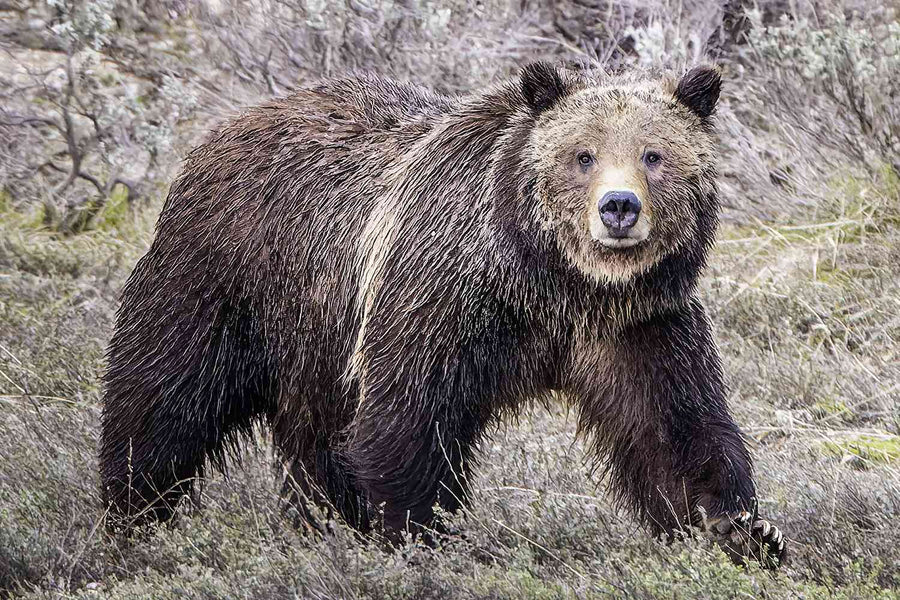 Man Seriously Injured in Grizzly Bear Attack in Wyoming: What You Need to Know