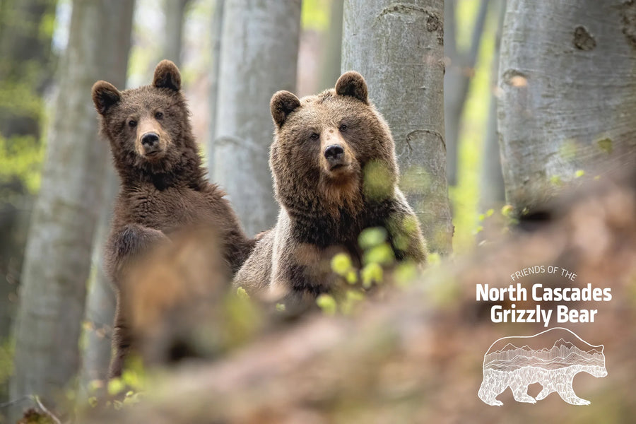 North Cascades Welcomes Back Its Furry Giants