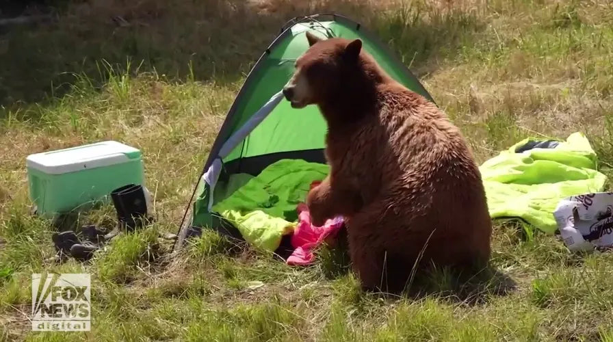 Black Bear Attack at Yellowstone Campground - What You Need to Know