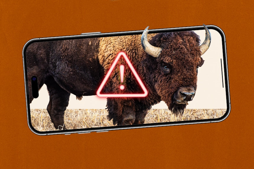 The Instagram Filter That’s Saving You from Becoming Bison Bait