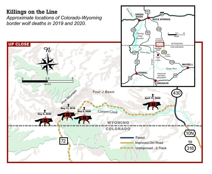 Tragedy at the Border: Historic Colorado Wolves Lured to Death in Wyoming